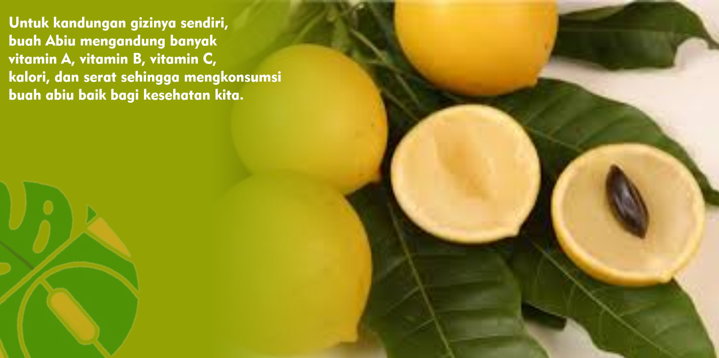 Buah Abiu Mengandung Banyak Vitamin A Bagus Untuk Kesehatan Mata